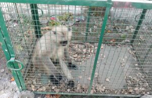 करेंट की चपेट मे आने से घायल काले मुह वाले बंदर का वन विभाग अमले ने कि रेस्क्यू