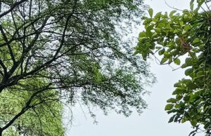 सिंगरौली में नदी के तेज बहाव से तीन गायों की मौत, घरों में घुसा पानी