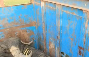 सरई क्षेत्र में बेखौफ पशु तस्करी पुलिस की कार्यप्रणाली और लचर व्यवस्था पर उठे गंभीर सवाल