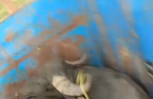 ग्रामीणों ने रोकी तो सरई थाना प्रभारी बोले—’कोई मुकदमा नहीं बनता, जाने दो’